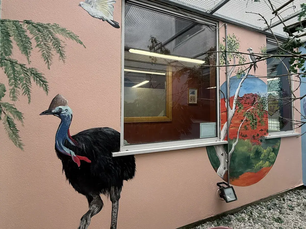 The same wall after repainting, with a life-size cassowary and an outback roundel