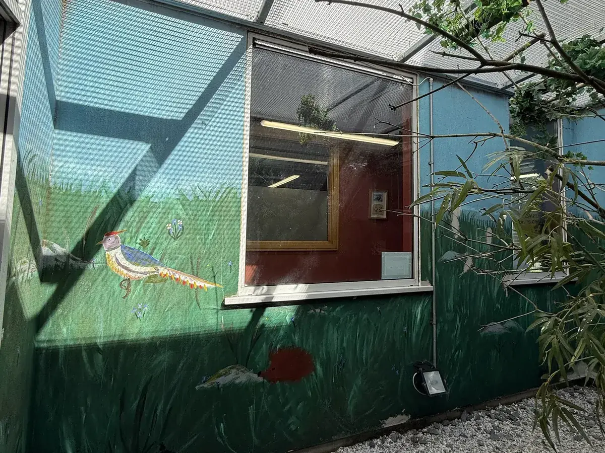 The aviary window wall before repainting — faded green grass and a worn painted pheasant